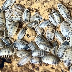 20X Porcellio laevis – “ Dairy Cow ” Isopod