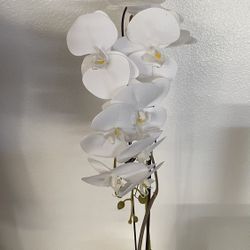  Orquídeas 