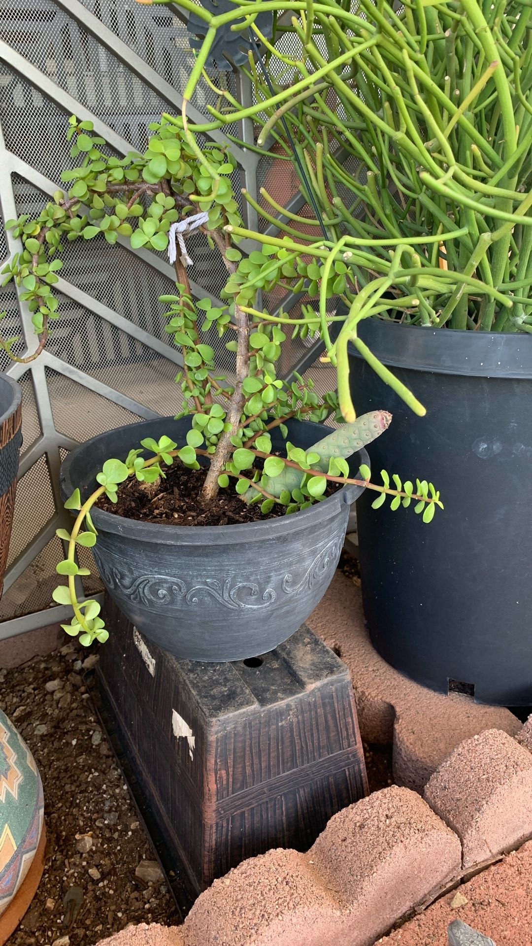 a flowerpot with 2 different plants $10
