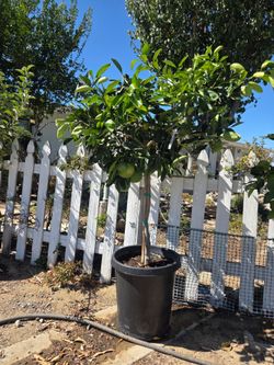 $255 Mature cara cara orange tree with lots of fruit 🍊