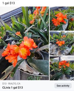 Plantas Clivia 1 Gal $13