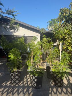 Árbol de jocote