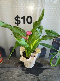 Calla Lily Plant