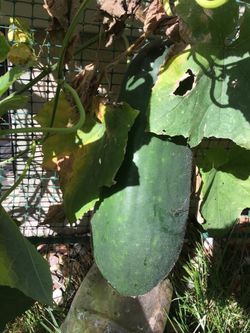 20 Dark Winter Melon Seed