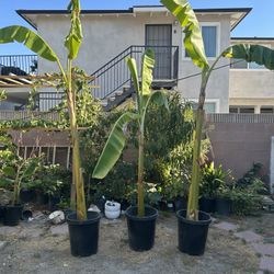 Banana Trees / Arboles De Platano **$30 each**
