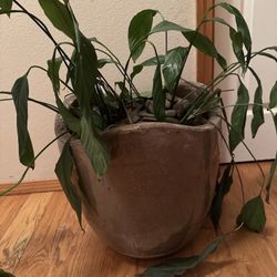 Potted Peace Lilly With Pot 