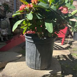 Crown Of Thorns Plant 