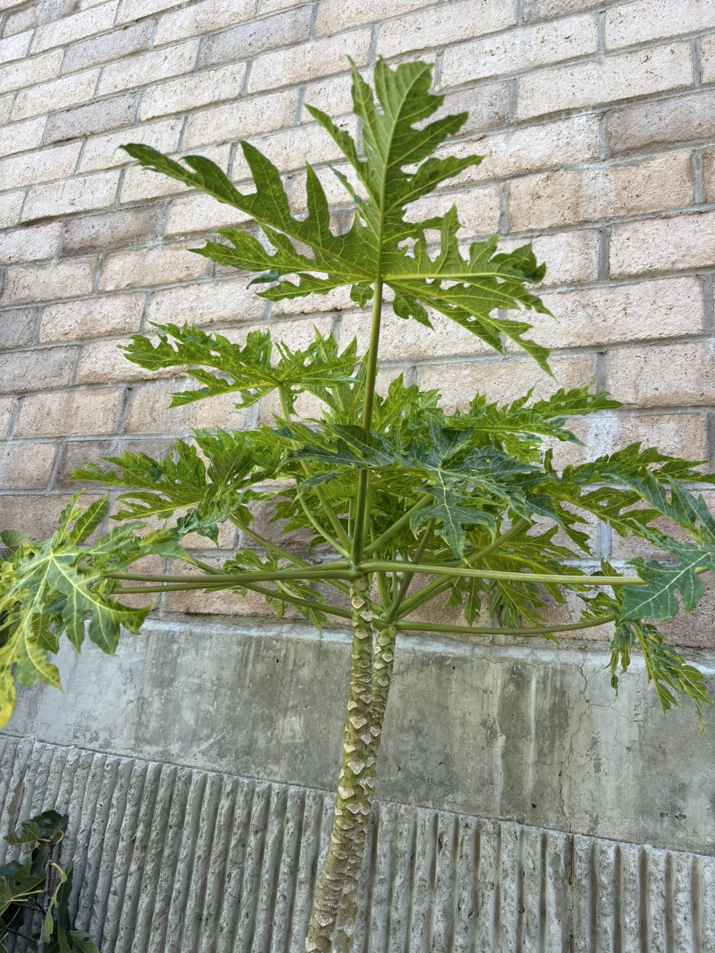 Mata de Papaya 