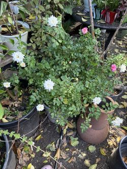 Hybrid Rose Bush 
