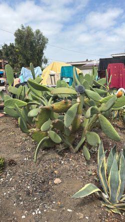 Free clipping of nopal