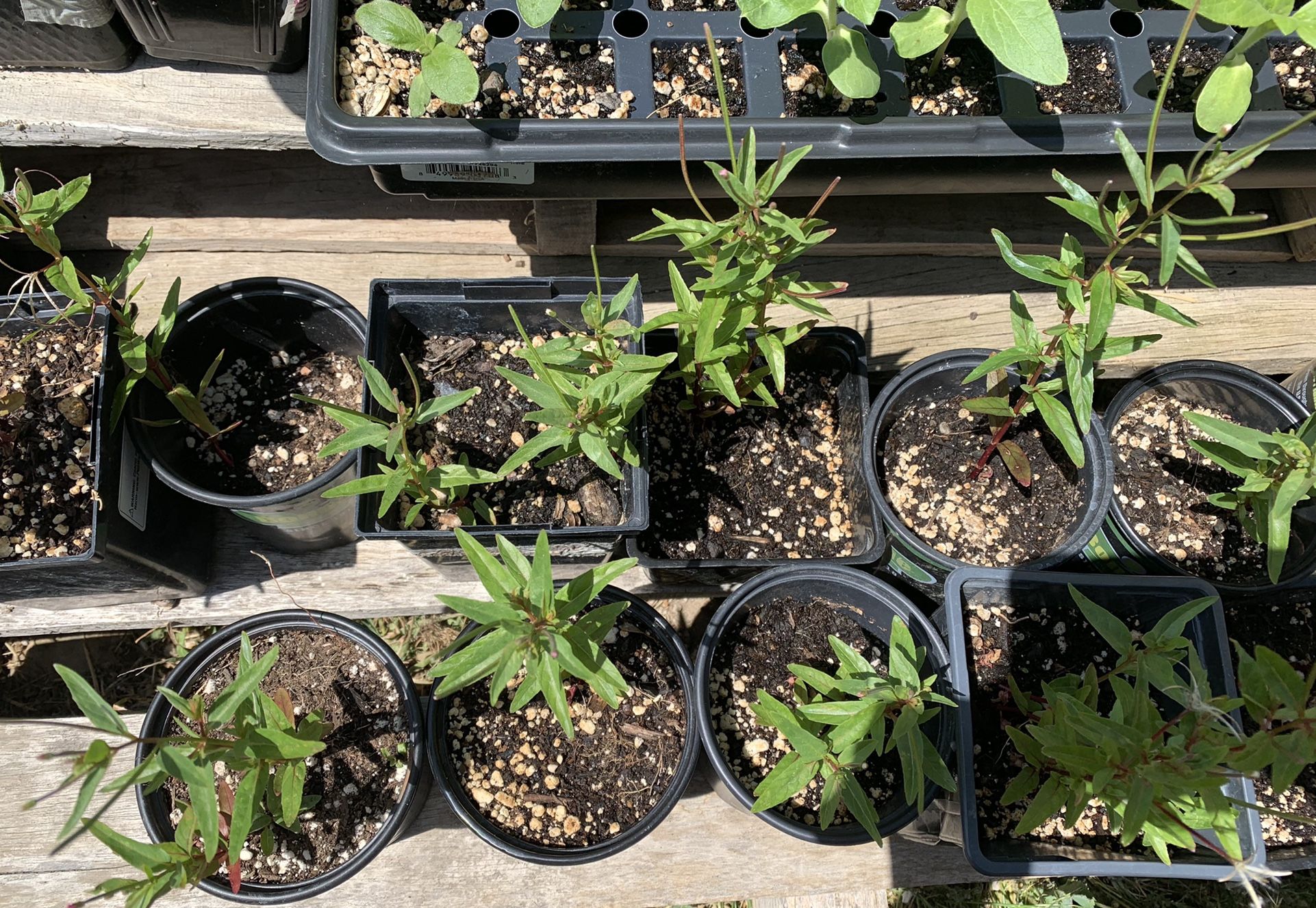 Purple Hopseed Bush Seedlings