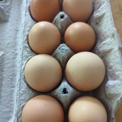 Fresh Eggs