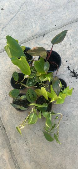 House plants