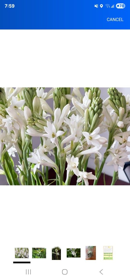 Tuberose Flower Plants