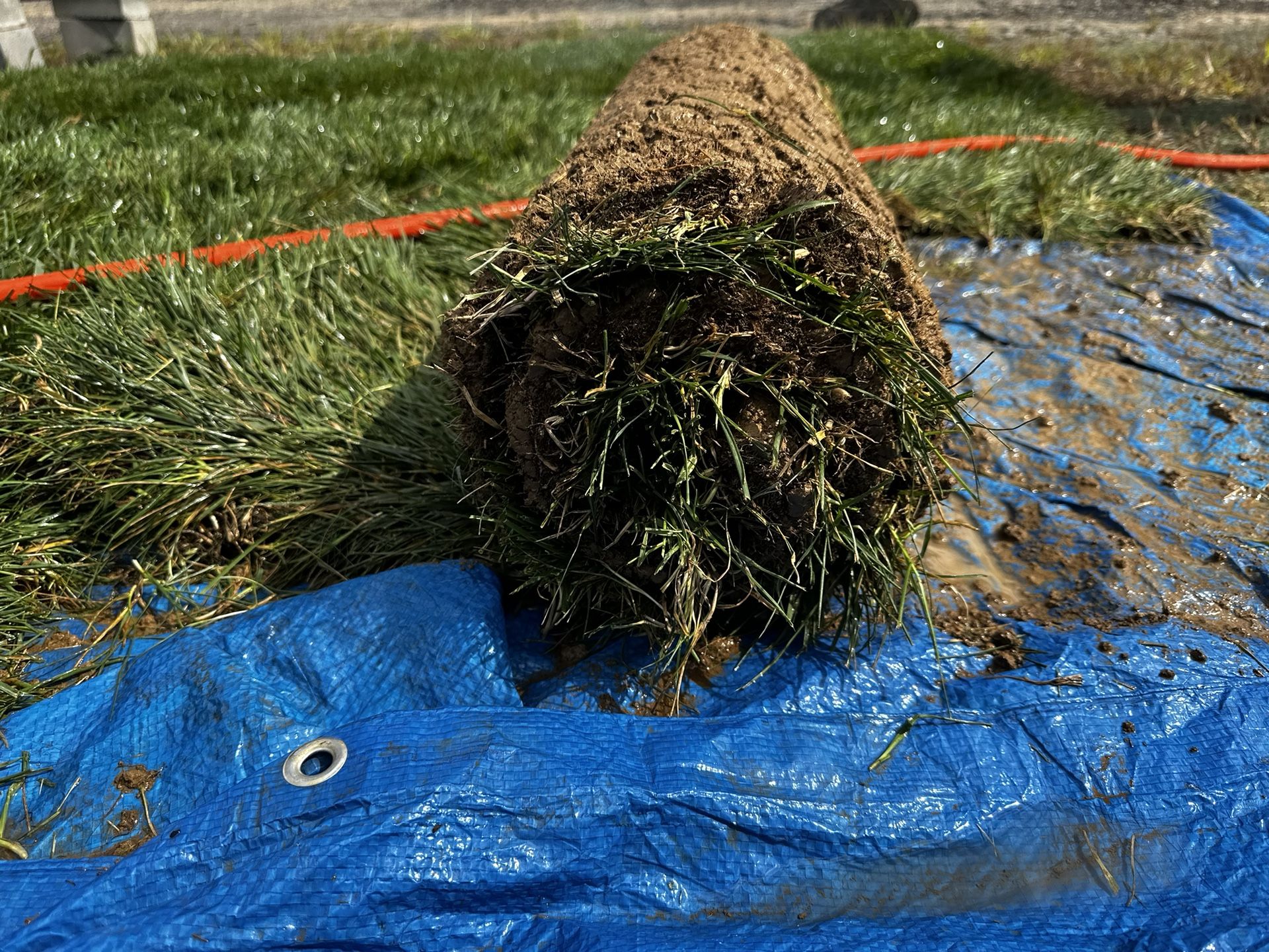 Sod By The Roll 2’X5’ $10