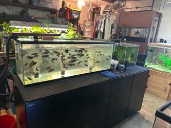 Aquarium decorations