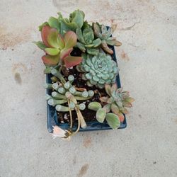 Variety Of Succulents 