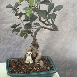 Bonsai Ficus 