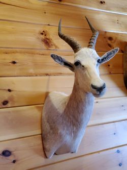 African Blesbok Heads