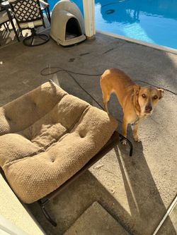 Free dog bed