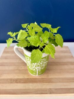 Coleus Plant in Decorative Ceramic Mug