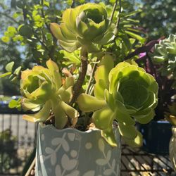 Beautiful Plant 🪴 