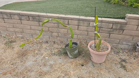 Free Dragon Fruit