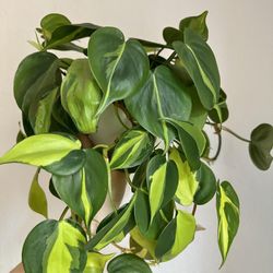 Lush Trailing Philodendron Brazil Plant/ House Plant/ Indoor Plant Flower Patio Garden 
