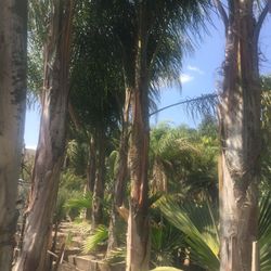Queen palms
