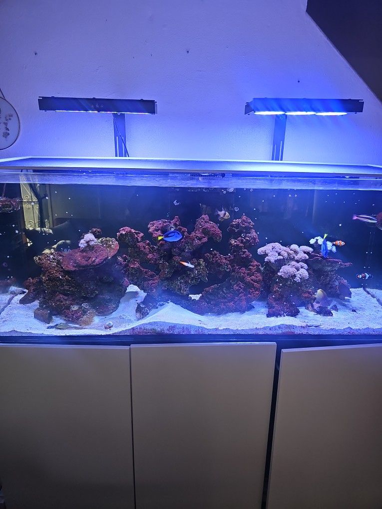 Aquarium For Sale