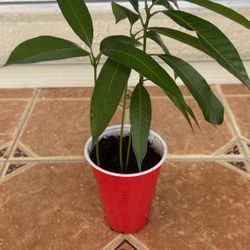 Mango Tree Seedlings 