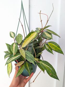 Hoya Macrophylla Inner Variegated Pot of Gold Plant 6" Pot - Indoor House Plants