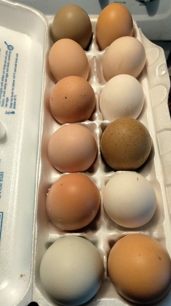 Fresh Chicken Eggs 