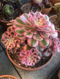 Aeonium Pink Witch