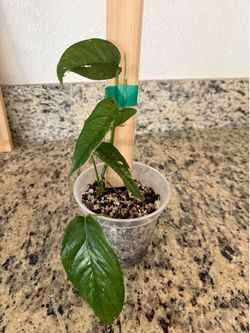 epipremnum pinnatum albo