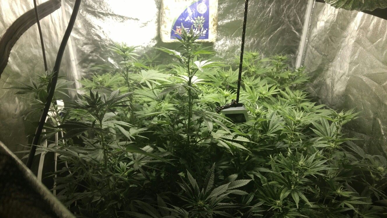 Grow Tent w/Lights (No Plants included)