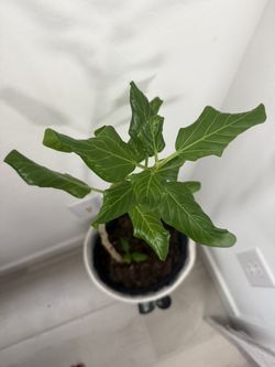 Aubrey Ficus Indoor Plant
