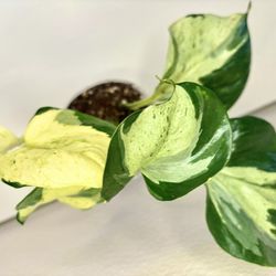 Epipremnum The Thai Clone
