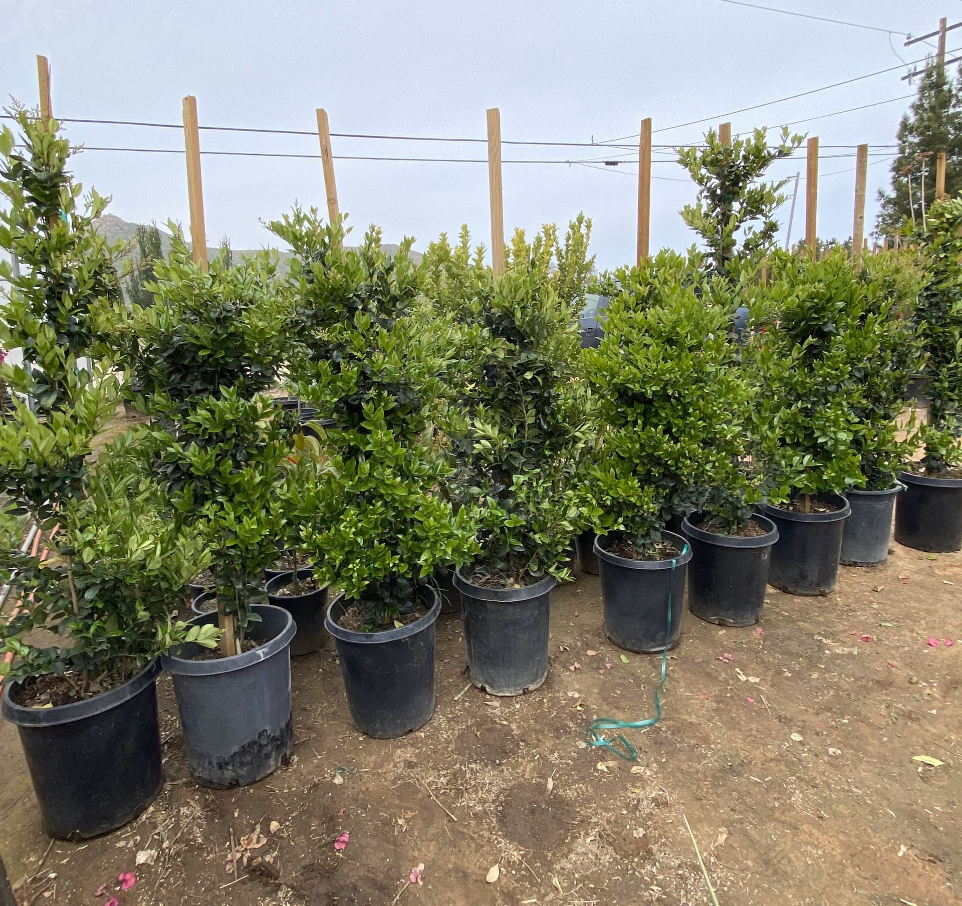 Privacy shrubs 15 gallons waxleaf privet