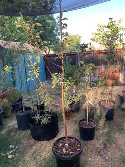 Granny Smith apple tree 🍏