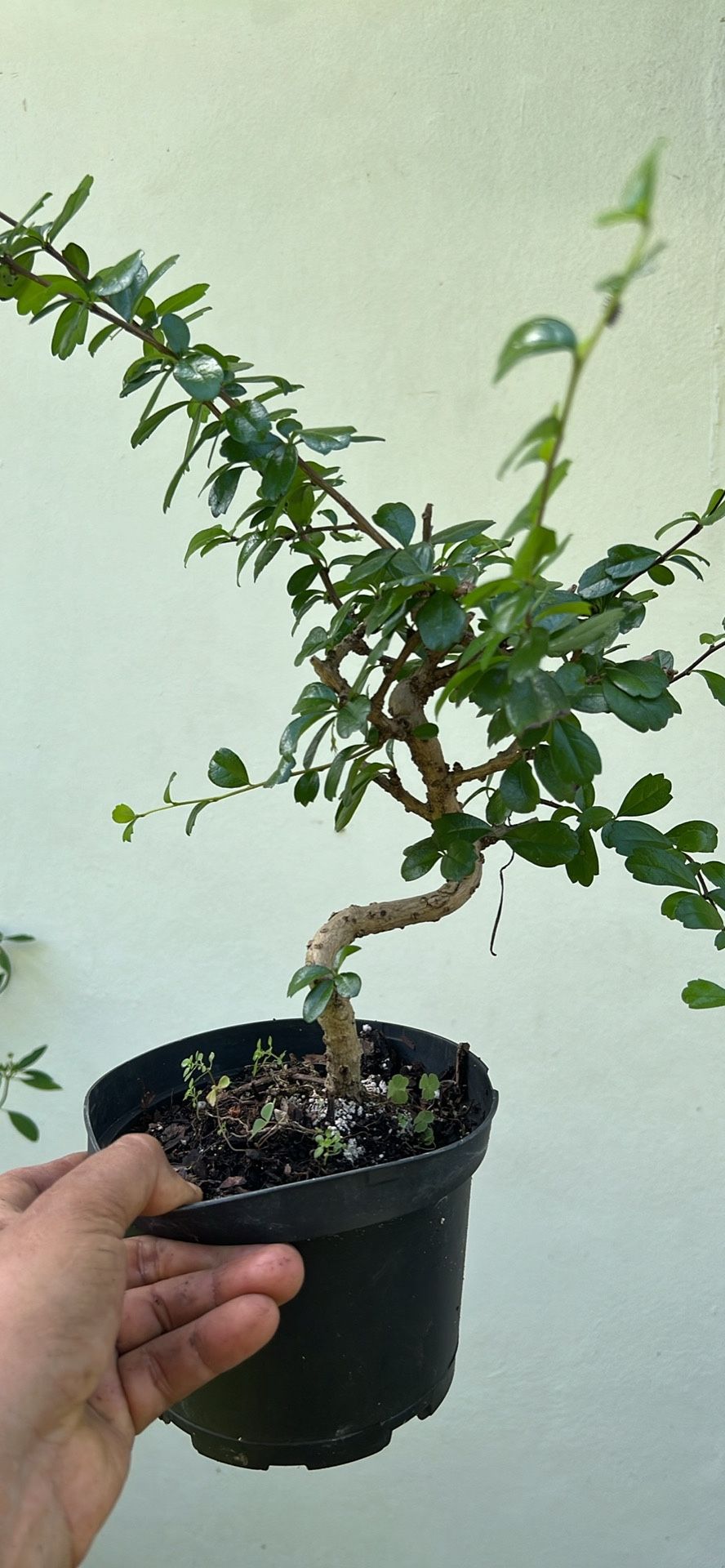 Fukin Tea Bonsai Available 6”