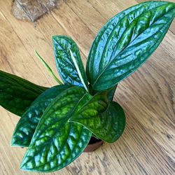 Rare Monstera Peru Plant / Free Delivery Available 
