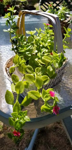 Aptenia plant