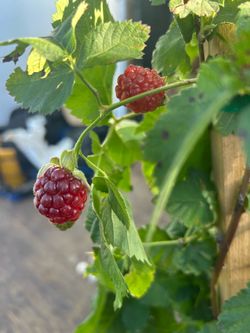 BLACKBERRY TREES WITH FRUIT 6FEET TALL