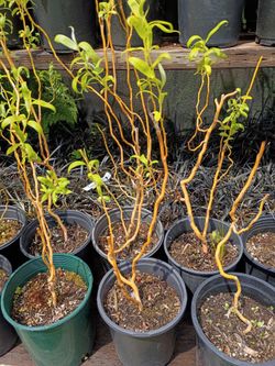 Golden corkscrew willow