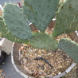 Prickly Pear Cactus