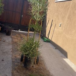 Plantas Grandes