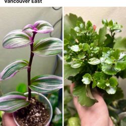 Tradescantia Plus Kalanchoe $10