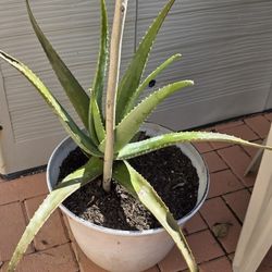 Aloevera 