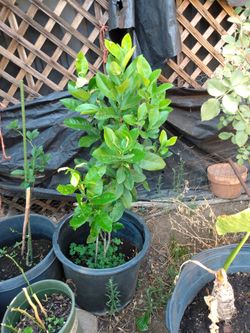 Green Lemon Trees